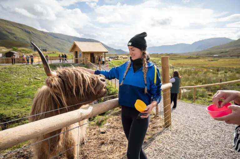 Tourist petting a Highland cow in the Scottish Highlands, Scotland, with scenic mountains and countryside in the background