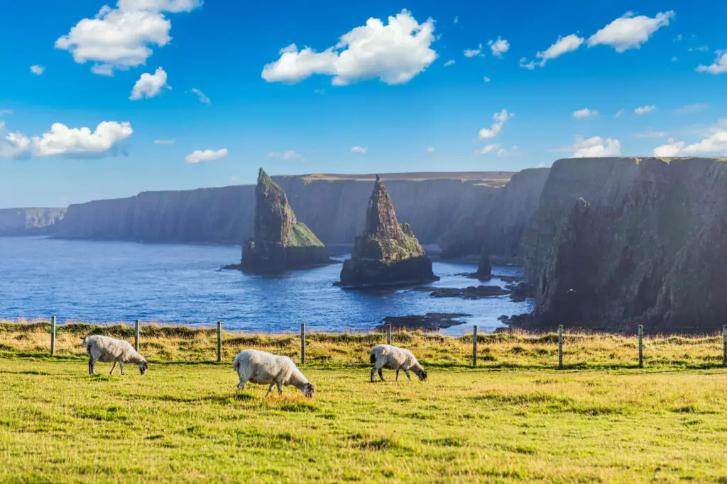 Sheep grazing on green grass at sunset with the dramatic sea stacks of Duncansby Head near John o’ Groats, Caithness, Scotland, United Kingdom