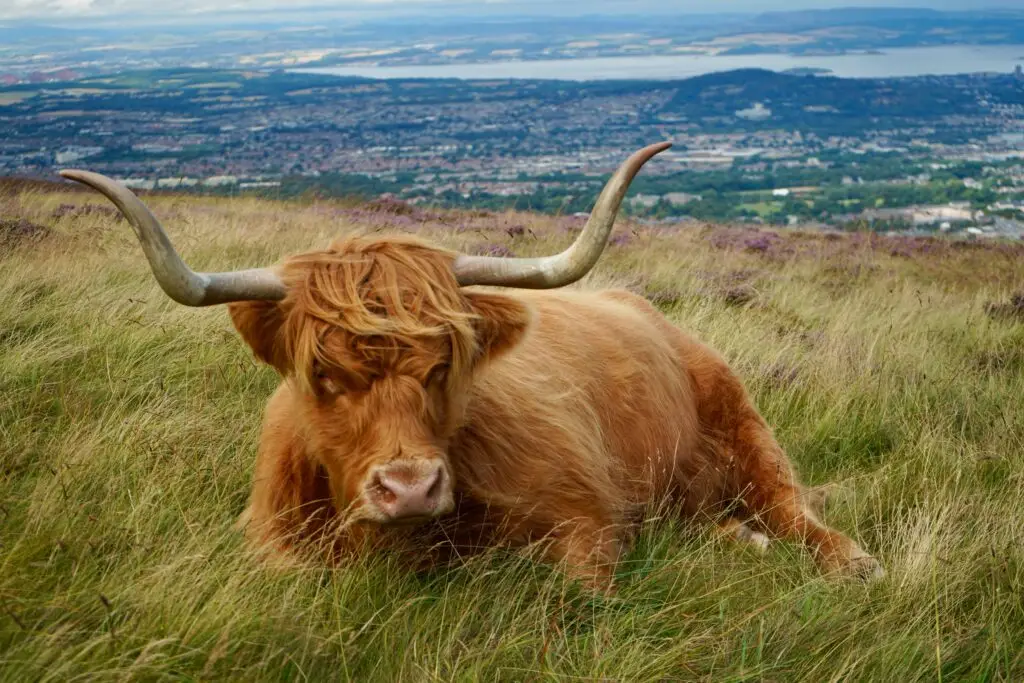 Highland cow resting on grassy hillside overlooking Swanston, Scotland countryside and distant city views