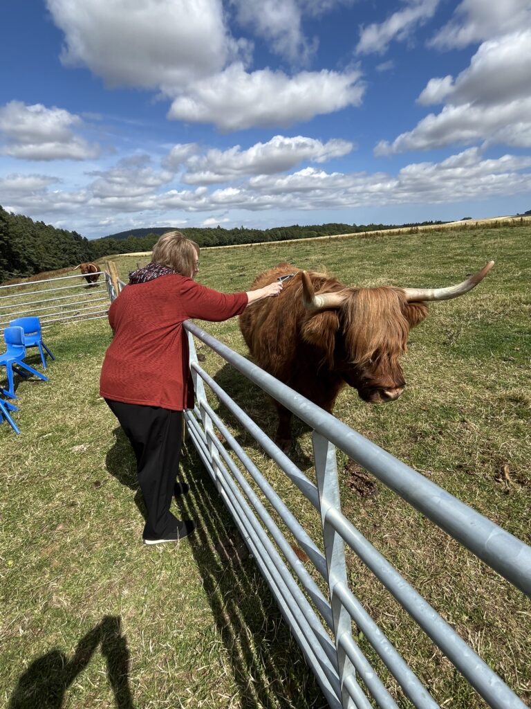 A woman encoutering a Highland cow on a sunny day